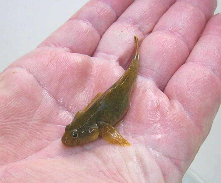 Padogobius nigricans 1